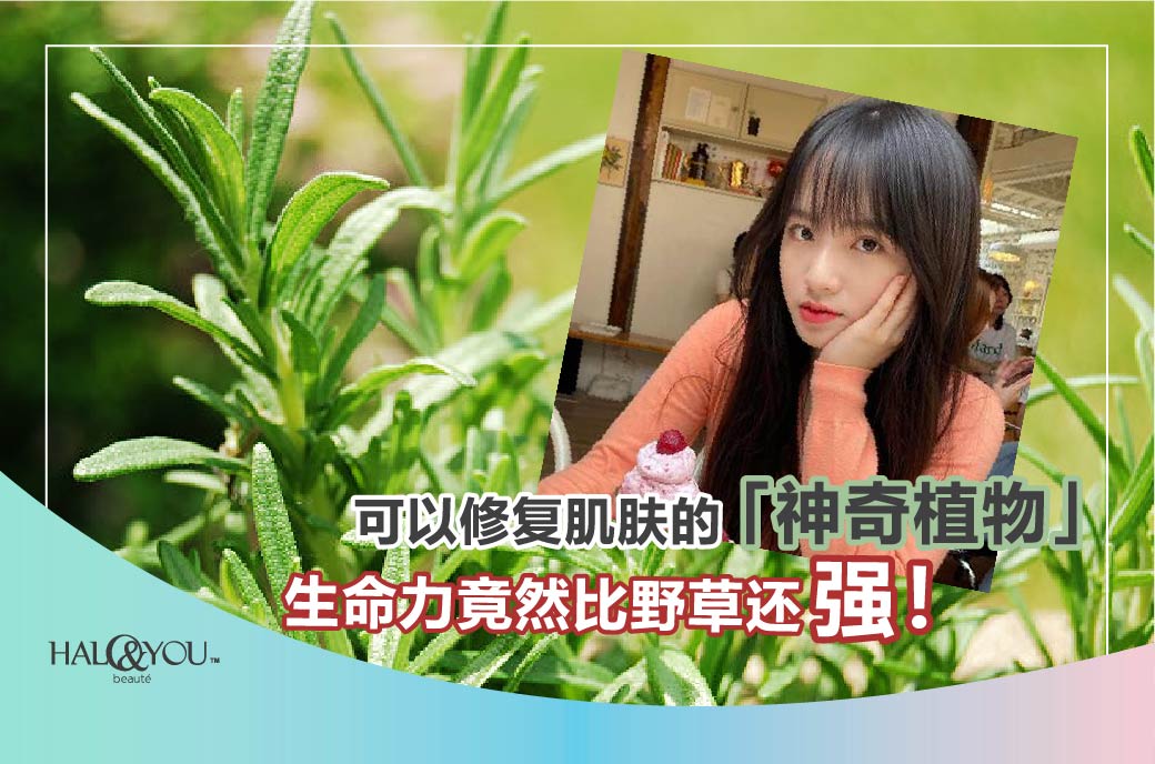 Halo & You | 可以修复肌肤的「神奇植物」,生命力竟然比野草还强!