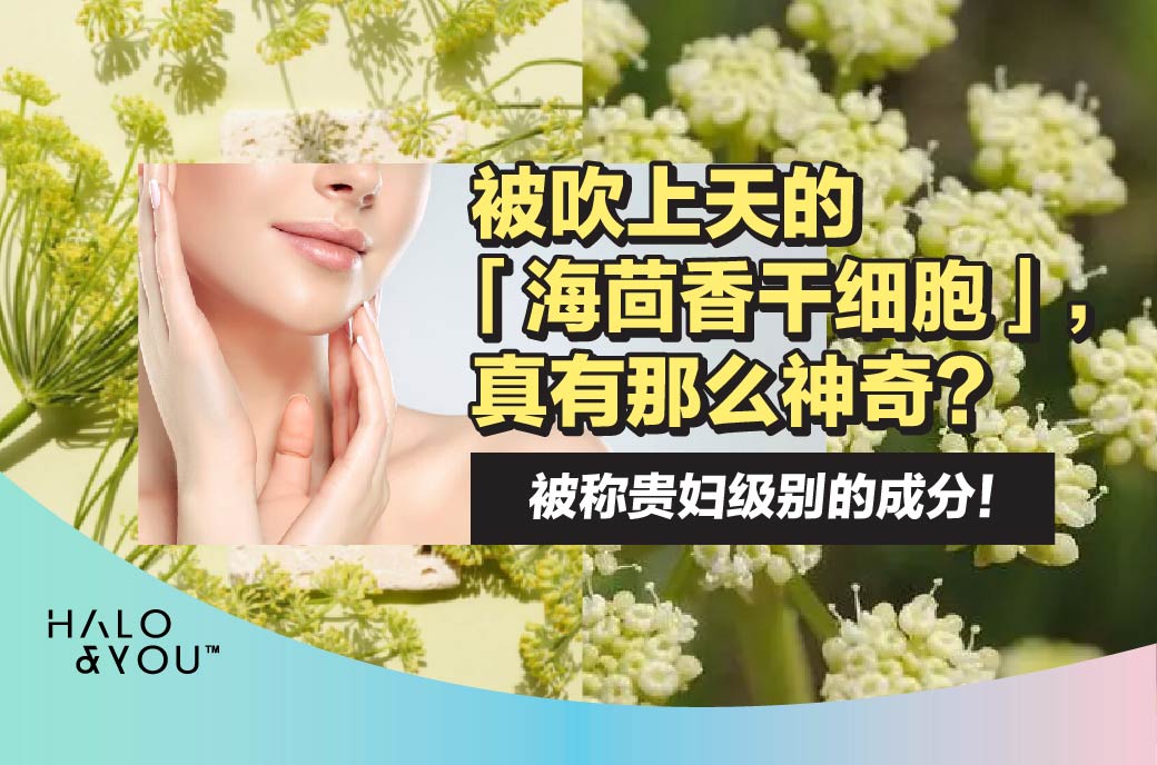 被吹上天的「海茴香干细胞」,真有那么神奇?【Halo & You】